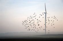 img - Sardegna non rispettata, Forza Paris!